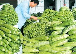 今日海南种什么瓜菜好卖,热门畅销品种推荐