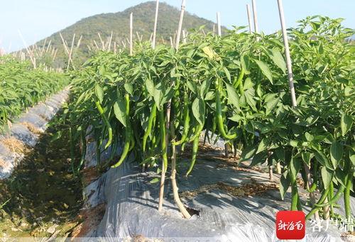 崖州今日瓜菜价格,新鲜蔬菜瓜果行情一览