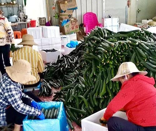 崖州今日瓜菜价格,新鲜蔬菜瓜果行情一览