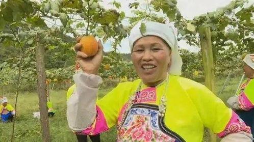 今日黑草吊瓜价格