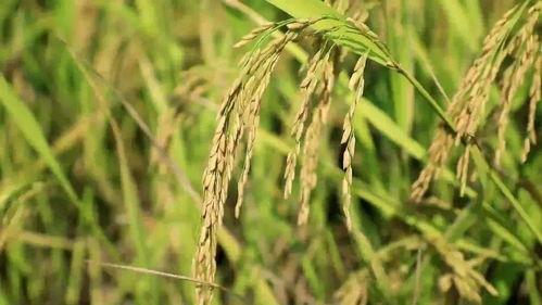 今日黑草吊瓜价格