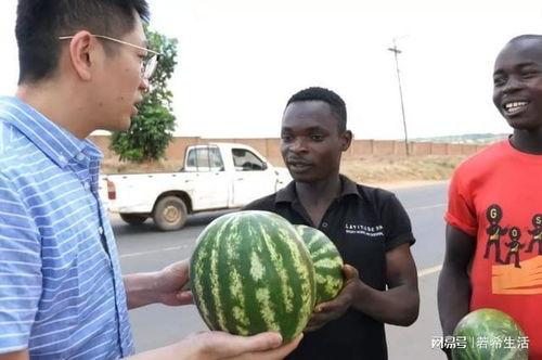 黑人吃的黑瓜是什么,黑瓜的独特风味