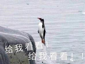 带你吃瓜黑鸟,揭秘黑鸟背后的故事与真相