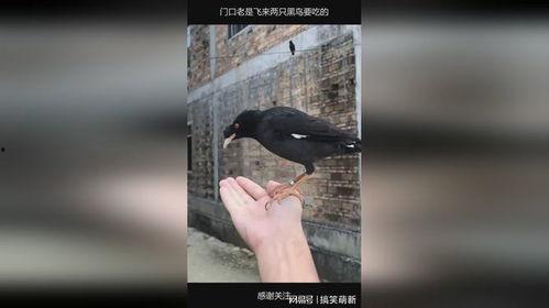 带你吃瓜黑鸟,揭秘黑鸟背后的故事与真相