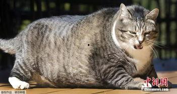 51今日吃瓜热门胖猫,热门胖猫萌态十足，网友直呼“治愈系”