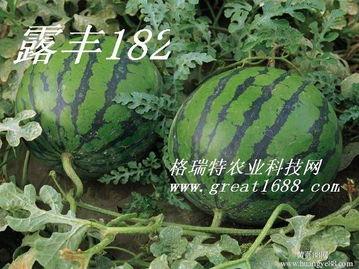 玲珑瓜今日价格最新行情,价格波动解析与市场趋势洞察”