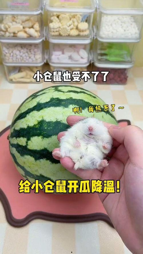 热门开瓜,真相与争议交织的焦点