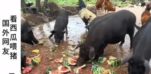 羊村吃瓜爆料是真的吗视频,视频真实性揭秘