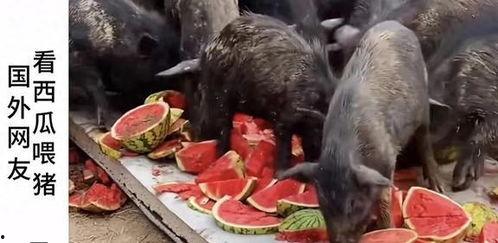 羊村吃瓜爆料是真的吗视频,视频真实性揭秘