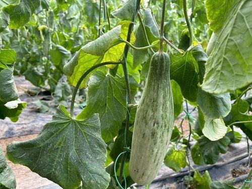 热门羊角瓜种子品种