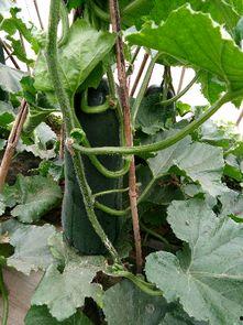 保亭今日吊瓜种植,绿色生态农业新亮点