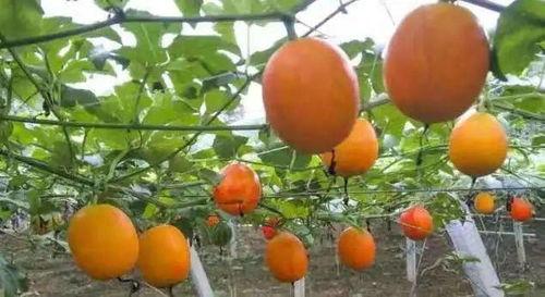 保亭今日吊瓜种植,绿色生态农业新亮点