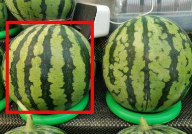 近期热门吃瓜跳舞