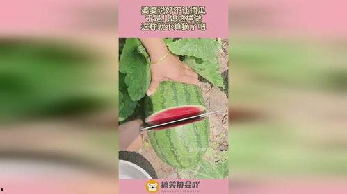 今日份摘瓜完成的说说,趣味说说背后的生活点滴
