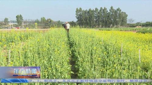 东方今日瓜菜价格