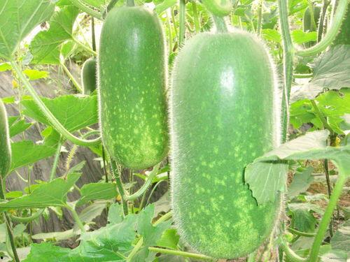 400斤大瓜价今日价