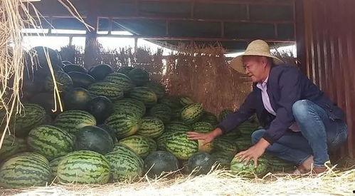 400斤大瓜价今日价