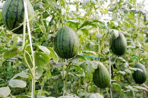 保定最新吃瓜热门事件,最新吃瓜事件揭秘，真相令人咋舌！