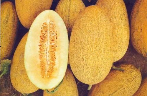 今日雨润哈密瓜价格,新鲜直供，价格实惠，尽享夏日甘甜