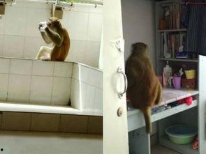 吃瓜最新事件爆料学生宿舍,学生宿舍吃瓜事件引发热议