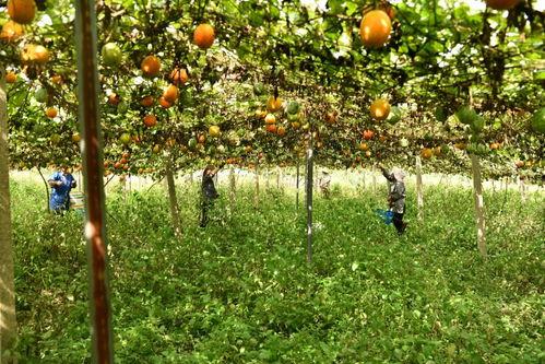 上热门绿色小吊瓜采摘园