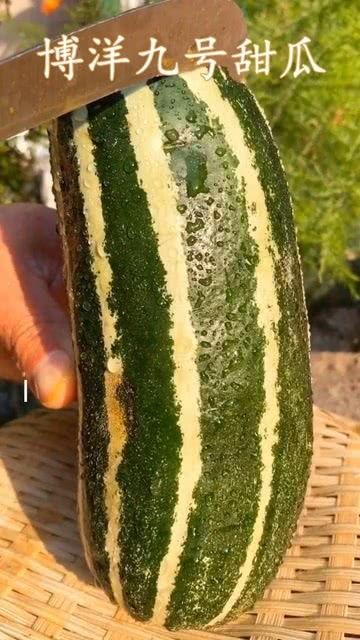 瓜总今日没上镜,镜头前留下悬念