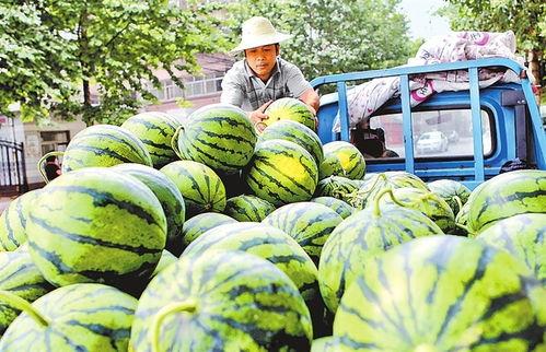 奶油小吊瓜今日价格,市场行情一览
