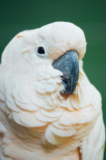 每日黑瓜吃料下载,揭秘热门话题背后的真相与内幕