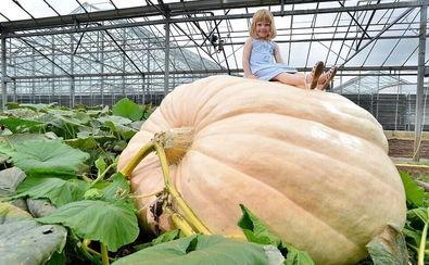 缅甸热门大瓜在哪看,独家观看指南